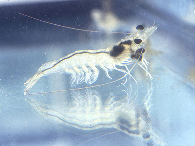 tôm thẻ chân trắng